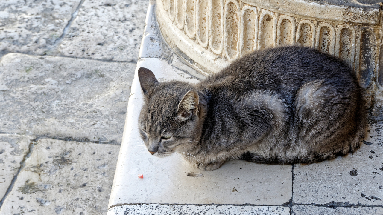 20191021 104335•Dubrovnik•Dubrovacko-Neretvanska•Croatia
